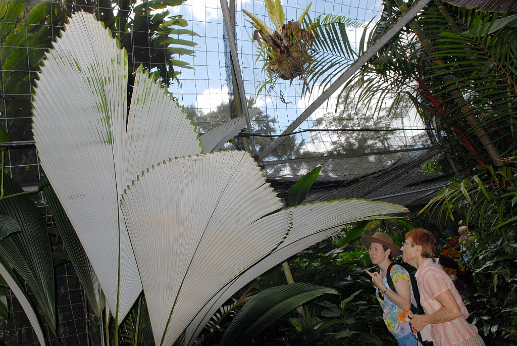 0214 Cairns Botanic Gardens.jpg